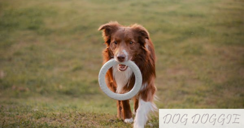 The Best Dog Toys for Medium Dogs – Including the Best Chewable Toys