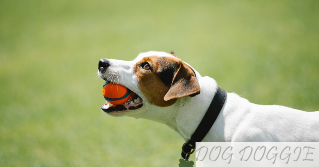 Chucking Balls For Your dog: Are chuckit balls Safe for dogs?