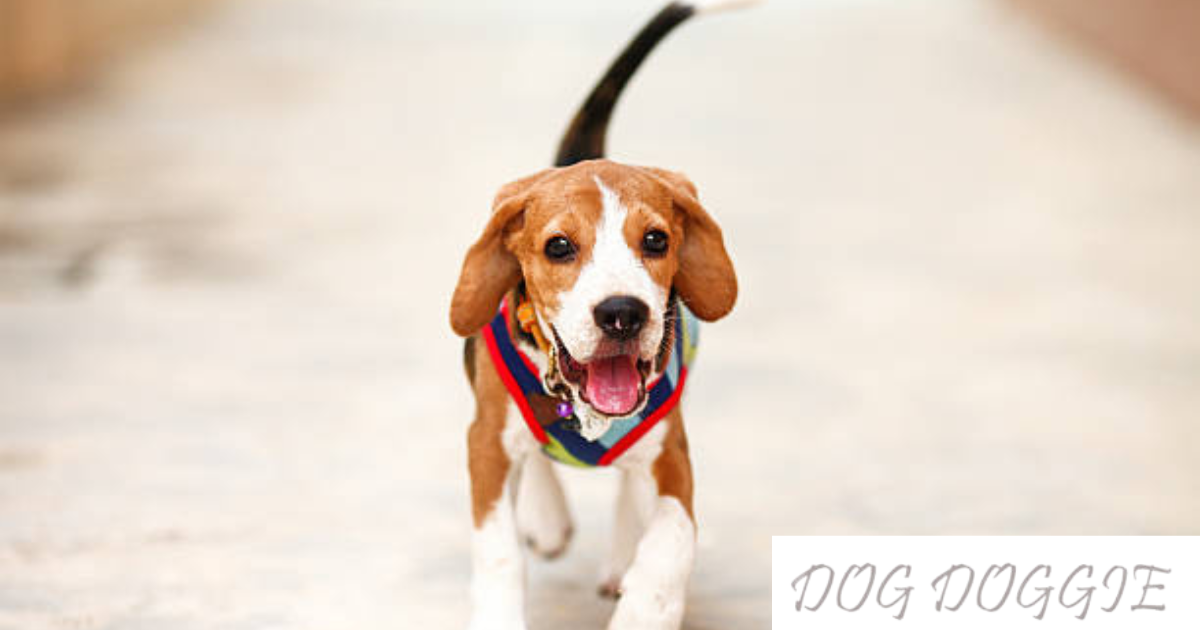 Dog Care Electric Shock Collar Waterproof With Remote Control