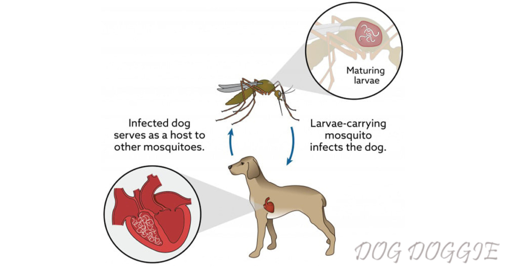 What is heartworm disease? | How Do You Know If Your Dog Has Heartworms?