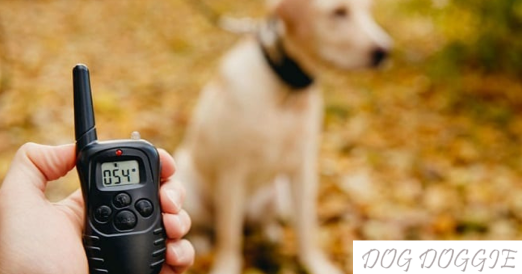 How To Properly Train A Dog With A Shock Collar: A Step By Step Guide