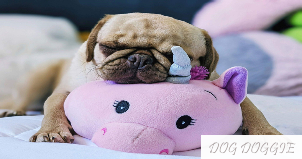 Why Do Dogs Love Lamb Chop Toy? Let's Figure Out The Main Reason