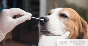 Dog Vaccination Schedule | How Often Do Dogs Need Vaccines