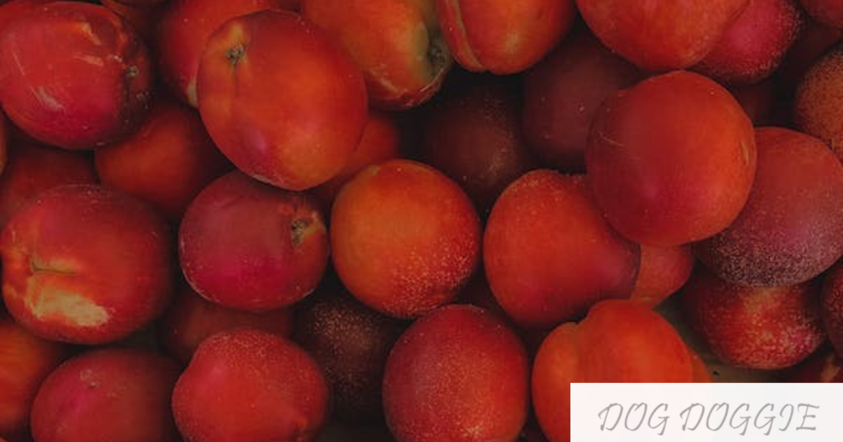 Dog Lovers Ask This A lot | Are Peaches Safe For Dogs?