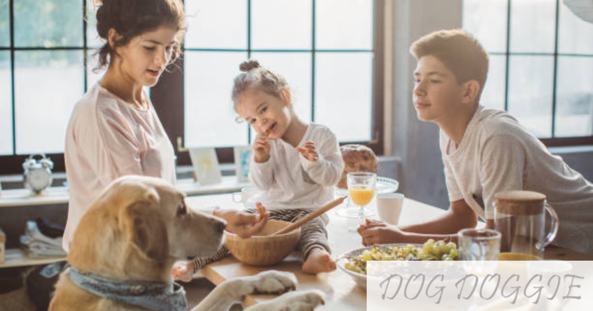 What Food Can Dogs Not Eat | What Food Is Poisonous To Dogs