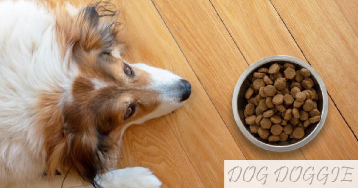 My Dog Won't Eat His Food! Why Isn't my dog Eating his food