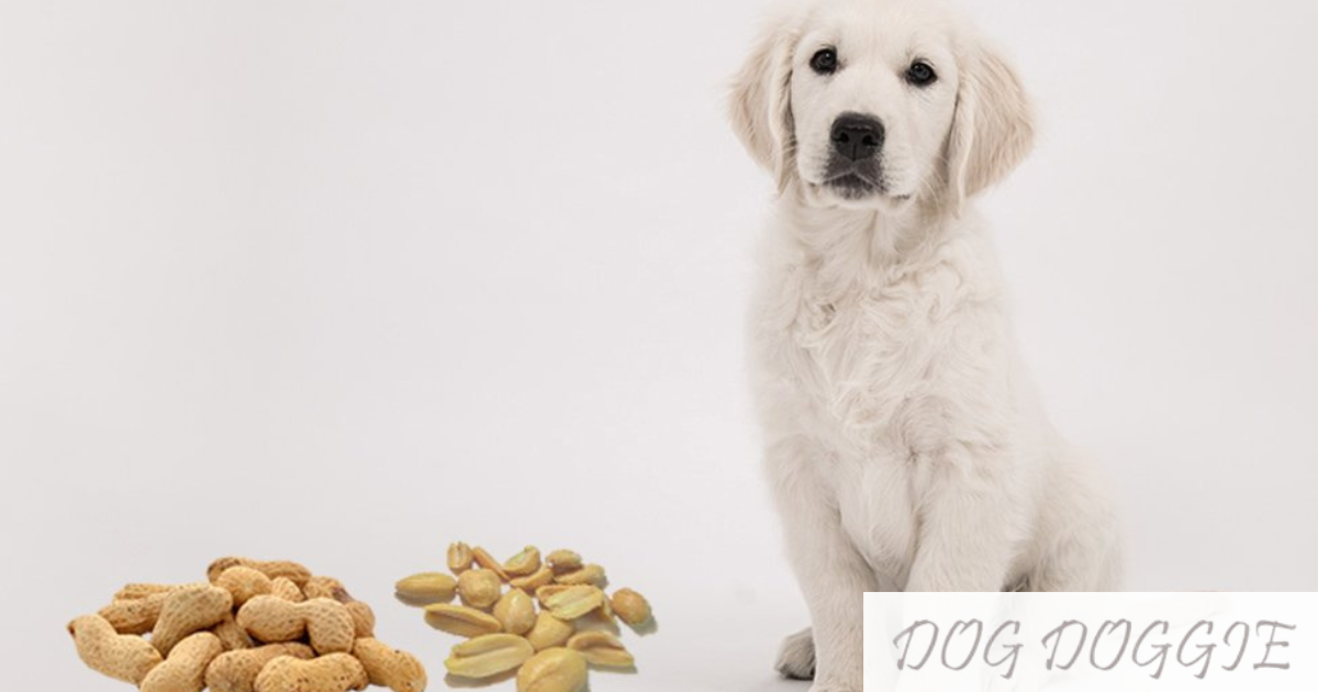 Are Dogs Allergic To Peanuts? Dog Doggie