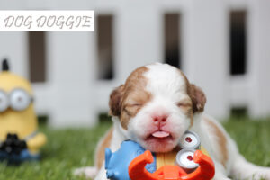 Can Dogs Play with Catnip Toys