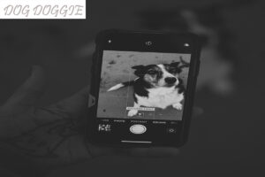 Choosing the Best Electronic Dog Fences Wireless