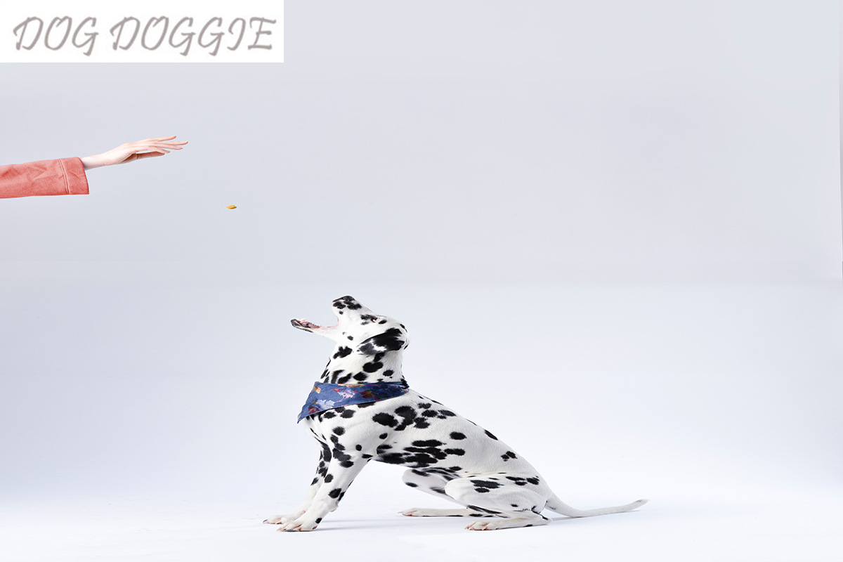 Finding the Best Price for Blue Buffalo Dog Food - A Guide