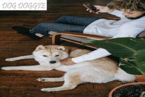 Wireless Invisible Fences For Large Dogs